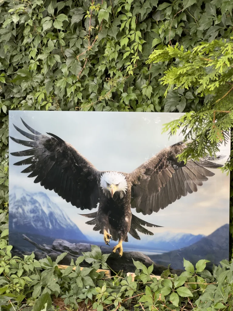 UV-Druck auf Acrylglas mit Adler-Motiv in der Natur